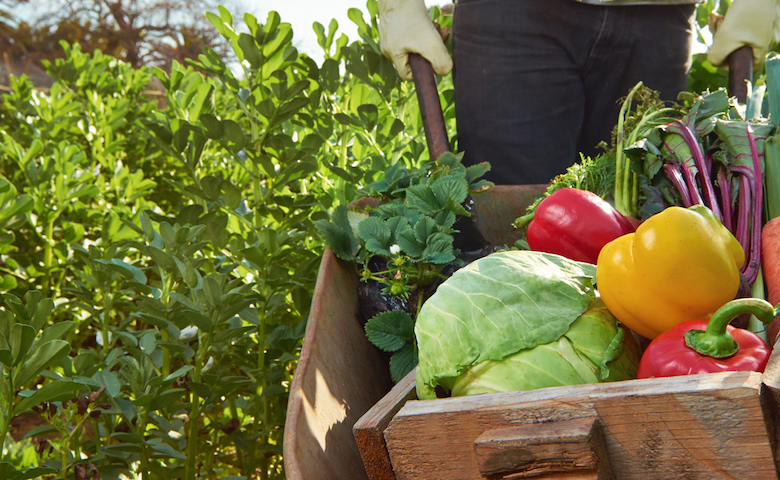 CORSO ONLINE - Addetto alla trasformazione di frutta e ortaggi -